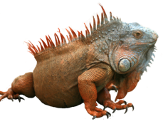 Echse