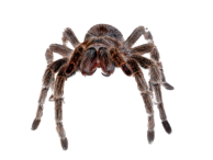 Spinne