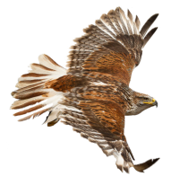 Vogel
