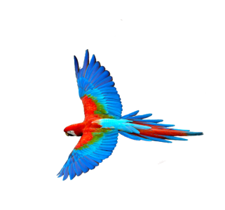 Vogel