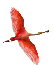 Vogel