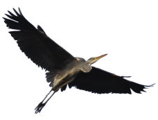 Vogel