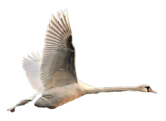 Vogel