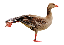 Vogel