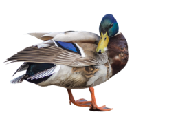 Vogel