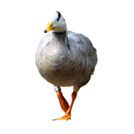 Vogel