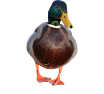 Vogel