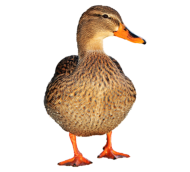 Vogel
