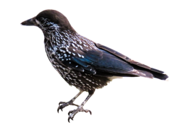 Vogel