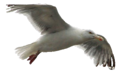 Vogel